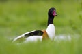 Bergeend; Common Shelduck; Tadorna tadorna Royalty Free Stock Photo