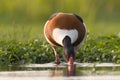 Bergeend, Common Shelduck, Tadorna tadorna