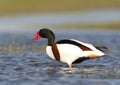 Bergeend, Common Shelduck, Tadorna tadorna Royalty Free Stock Photo