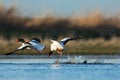 Bergeend, Common Shelduck, Tadorna tadorna