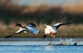 Bergeend, Common Shelduck, Tadorna tadorna