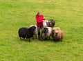 Woman feeding sheep on Norwegian farm near Bergen
