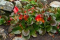 Bergenia in autumn red and green foliage growing among rocks Royalty Free Stock Photo