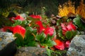 Bergenia in autumn red and green foliage growing among rocks Royalty Free Stock Photo
