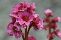 Bergenia, Bergenia hybride Royalty Free Stock Photo