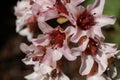 Bergenia ciliata, close up of pink flowers Royalty Free Stock Photo