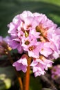 Bergenia ciliata (Elephant ear) - plant with beautiful flowers Royalty Free Stock Photo