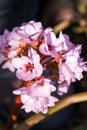 Bergenia ciliata (Elephant ear) - plant with beautiful flowers Royalty Free Stock Photo