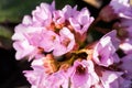 Bergenia ciliata (Elephant ear) - plant with beautiful flowers Royalty Free Stock Photo