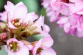 Bergenia ciliata Elephant ear - plant with pink flowers Royalty Free Stock Photo