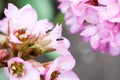 Bergenia ciliata Elephant ear - plant witha nts Royalty Free Stock Photo