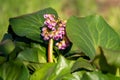 Bergenia cordifolia also named Bergenia crassifolia, the badan, Siberian tea blooming, dark pink variant. popular Royalty Free Stock Photo