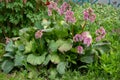 Bergenia cordifolia also named Bergenia crassifolia, the badan, Siberian tea blooming, dark pink variant. popular undemanding Royalty Free Stock Photo