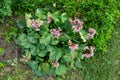 Bergenia cordifolia also named Bergenia crassifolia, the badan, Siberian tea blooming, dark pink variant. popular undemanding Royalty Free Stock Photo