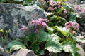 Bergenia, bergenia cordifolia, elephant-eared saxifrage or elephant`s ears