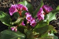 Bergenia cordifolia pink flowers, blooming.