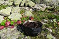 Bergenia cordifolia plant. Camping herbs tea in a pot