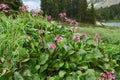 Bergenia cordifolia (Bergenia crassifolia, the badan, Siberian t Royalty Free Stock Photo