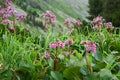 Bergenia cordifolia (Bergenia crassifolia, the badan, Siberian t Royalty Free Stock Photo