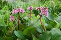 Bergenia cordifolia (Bergenia crassifolia, the badan, Siberian t Royalty Free Stock Photo