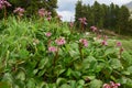 Bergenia cordifolia (Bergenia crassifolia, the badan, Siberian t Royalty Free Stock Photo