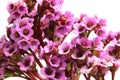 Bergenia crassifolia - beautiful purple flower Royalty Free Stock Photo