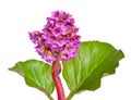 Bergenia crassifolia. Common names for the species include heart Royalty Free Stock Photo