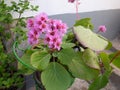 Bergenia crassifolia or elephant-eared saxifrage or badan Royalty Free Stock Photo
