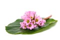 Bergenia crassifolia flowers Royalty Free Stock Photo