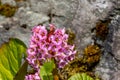 Bergenia crassifolia