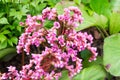 Bergenia crassifolia on green Royalty Free Stock Photo