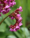 Bergenia crassifolia (heartleaf bergenia) Royalty Free Stock Photo