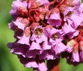 Bergenia crassifolia (heartleaf bergenia) Royalty Free Stock Photo