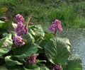 Bergenia crassifolia