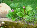 Bergenia crassifolia, saxifrage or Mongolian tea Royalty Free Stock Photo