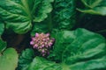 Bergenia crassifolia, spring flowers above large, glossy, dark green leaves.