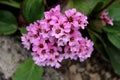 Bergenia or Elephant eared saxifrage rhizomatous evergreen perennial flowering plant with dense bunch of small pink flowers