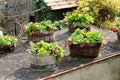 Bergenia or Elephant eared saxifrage flowering plants planted in multiple old wooden vine barrels made as large flower pots on top