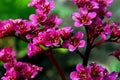 Bergenia Flowers Royalty Free Stock Photo