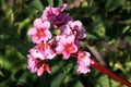 Bergenia, Bergenia hybride Royalty Free Stock Photo