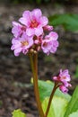 Bergenia, Bergenia hybride Royalty Free Stock Photo