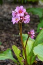 Bergenia, Bergenia hybride Royalty Free Stock Photo