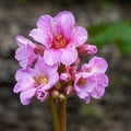 Bergenia, Bergenia hybride Royalty Free Stock Photo