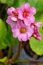 Bergenia, Bergenia hybride Royalty Free Stock Photo