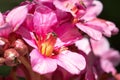 Bergenia, Bergenia hybride Royalty Free Stock Photo