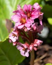 Bergenia, Bergenia hybride