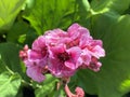 Bergenia Hybride `HerbstblÃÂ¼te` Herbstbluete oder Herbstblute, Bergenia x hybrida `HerbstblÃÂ¼te`