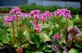 Bergenia rotblum is a deep pink flowering bergenia variety with almost round leaves. They are dark olive green with a burgundy tou