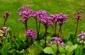 Bergenia rotblum is a deep pink flowering bergenia variety with almost round leaves. They are dark olive green with a burgundy to