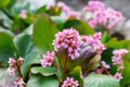 Bergenia rotblum flowers, Elephahant`s Ears. Wild medicinal plants